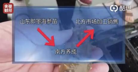 消费者报告|海参市场乱象:养殖户撒敌敌畏,销售端产地作假